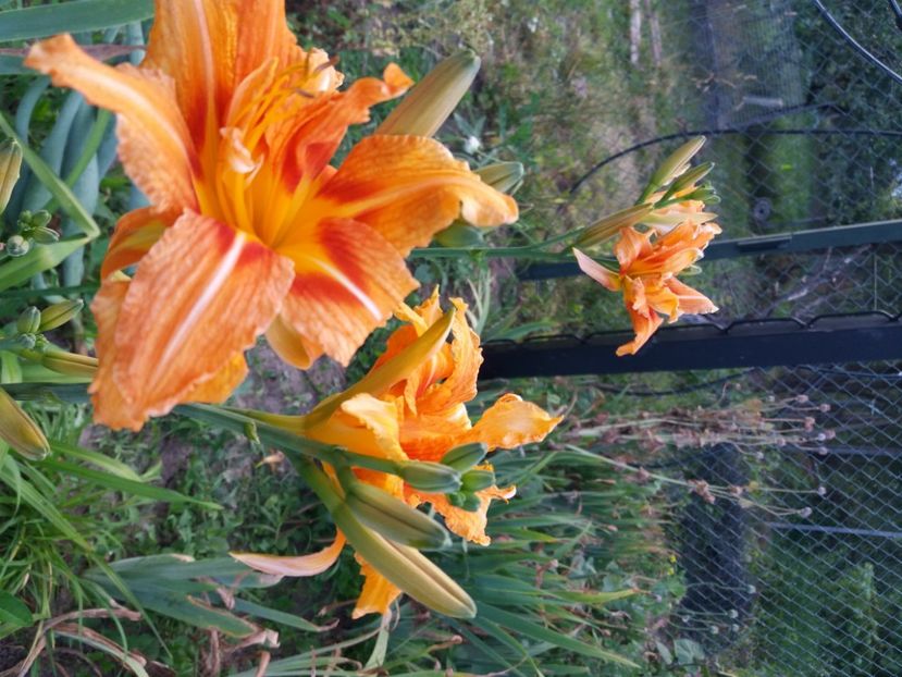  - Hemerocalisii infloriti in 2020