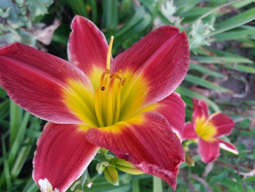  - Hemerocalisii infloriti in 2020