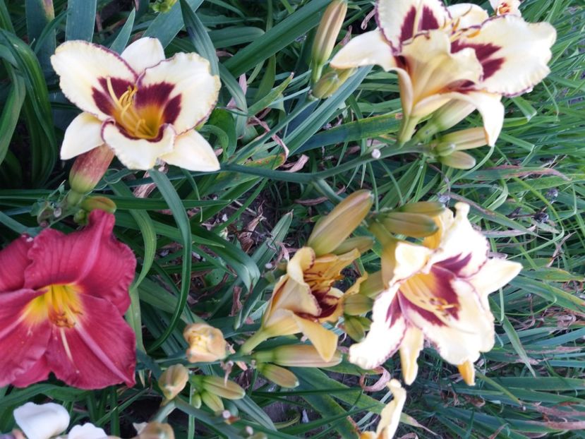  - Hemerocalisii infloriti in 2020