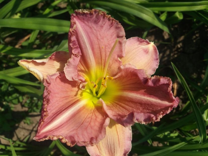  - Hemerocalisii infloriti in 2020