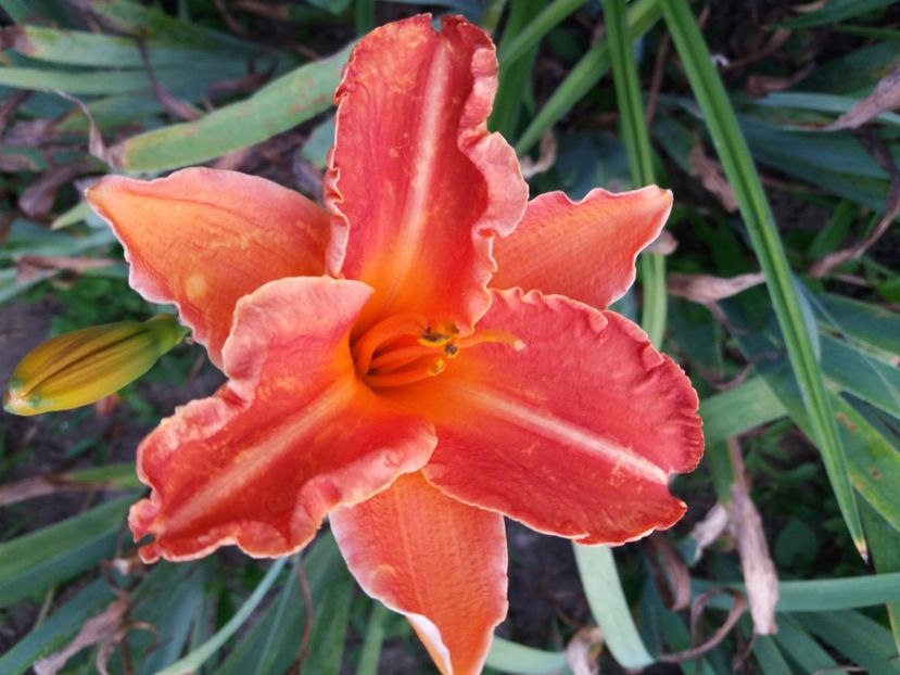  - Hemerocalisii infloriti in 2020