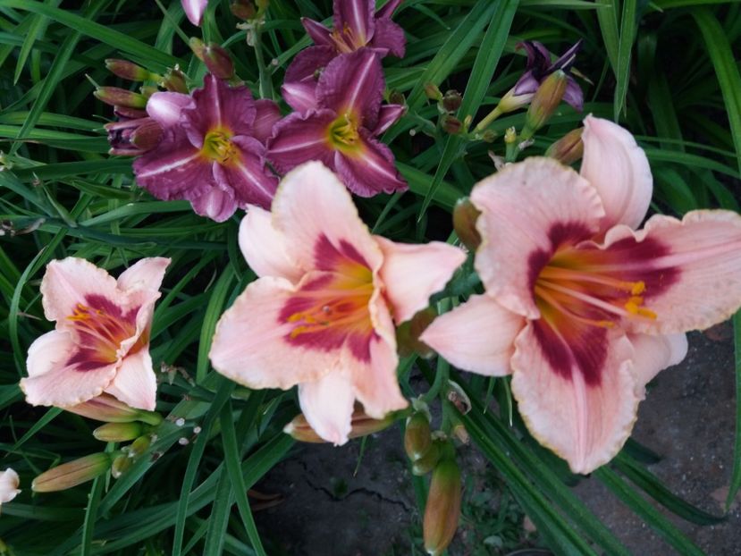  - Hemerocalisii infloriti in 2020