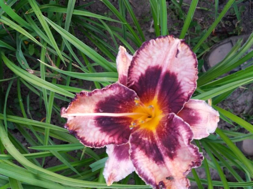  - Hemerocalisii infloriti in 2020