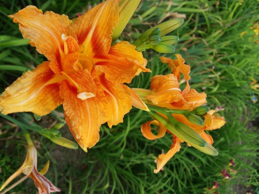  - Hemerocalisii infloriti in 2020