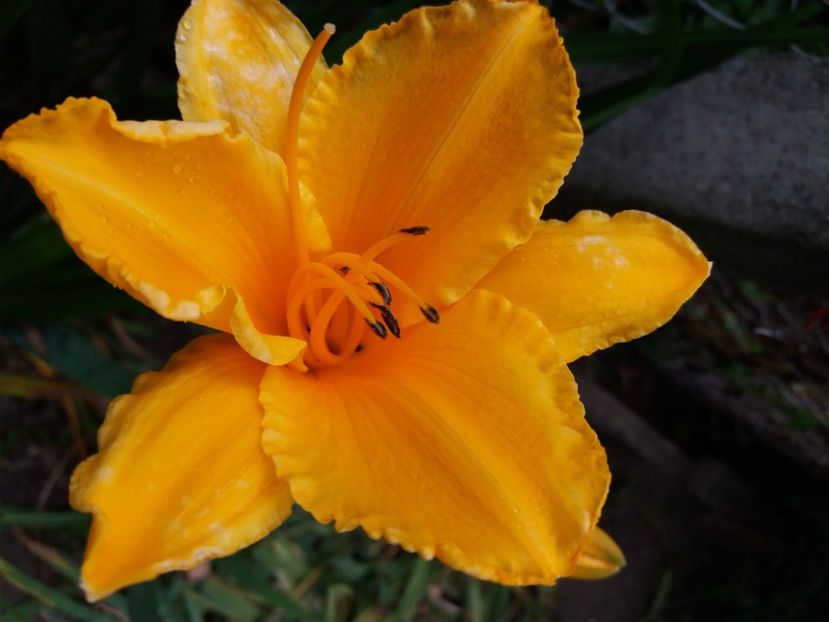  - Hemerocalisii infloriti in 2020