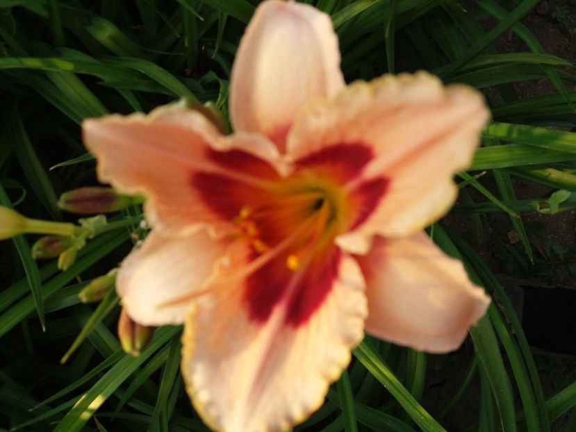  - Hemerocalisii infloriti in 2020