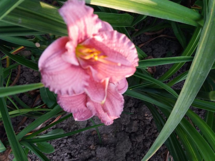  - Hemerocalisii infloriti in 2020