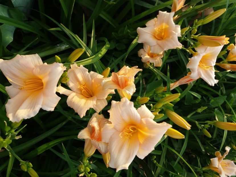  - Hemerocalisii infloriti in 2020