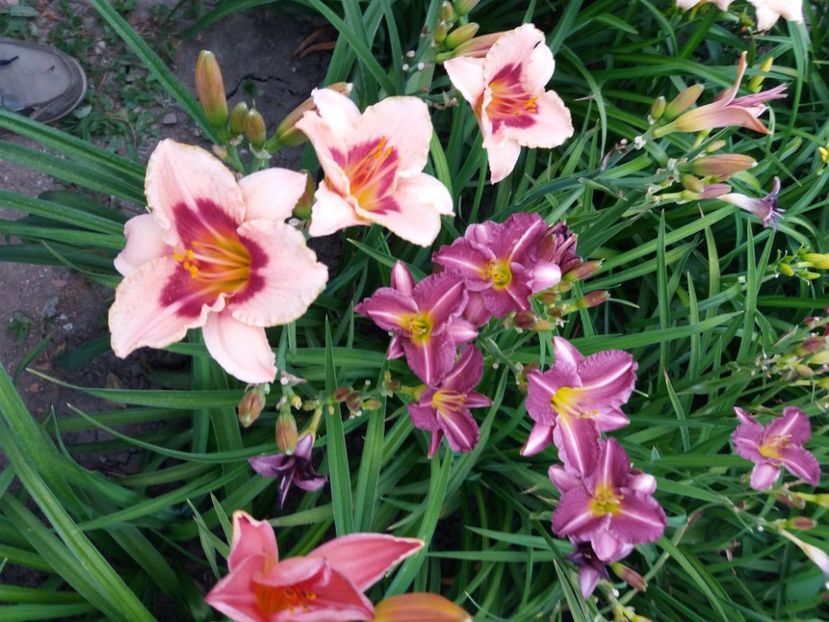  - Hemerocalisii infloriti in 2020