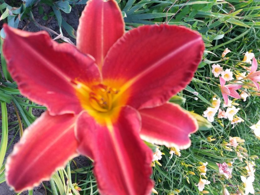  - Hemerocalisii infloriti in 2020