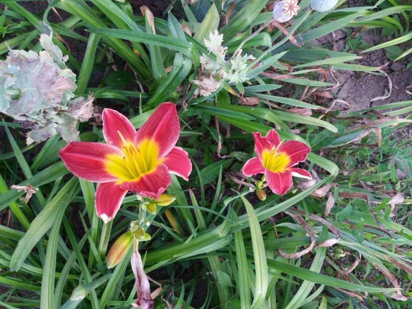  - Hemerocalisii infloriti in 2020