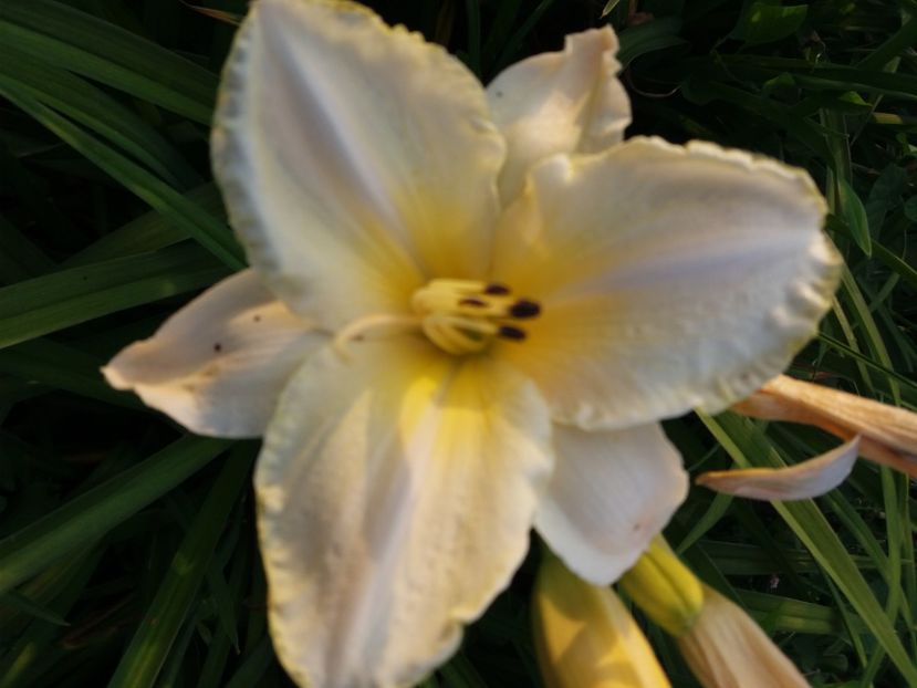  - Hemerocalisii infloriti in 2020