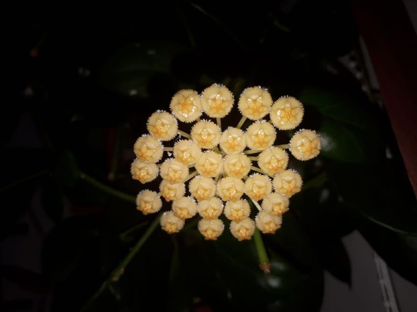obscura 4 - Hoya obscura longipedunculata