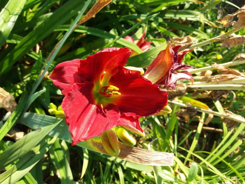  - Hemerocalisii infloriti in 2020