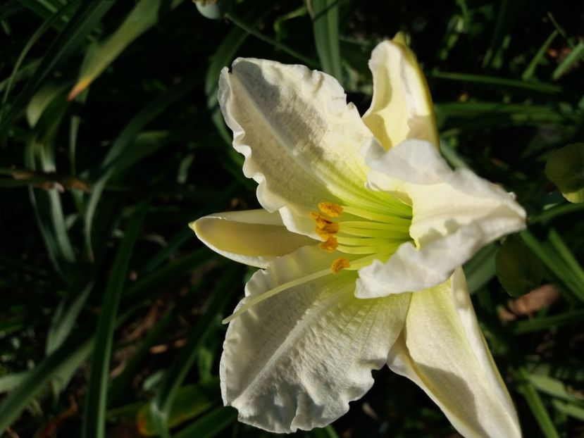  - Hemerocalisii infloriti in 2020