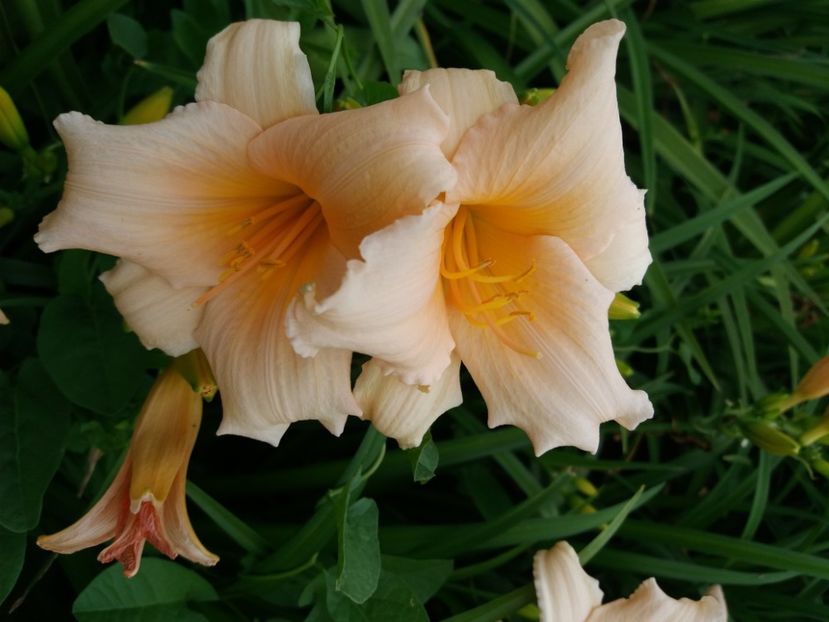  - Hemerocalisii infloriti in 2020