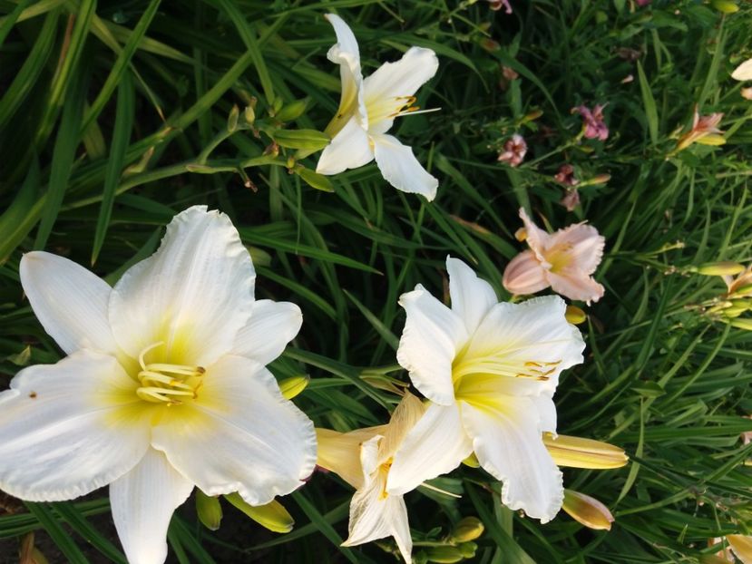  - Hemerocalisii infloriti in 2020