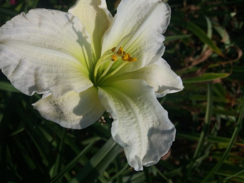  - Hemerocalisii infloriti in 2020