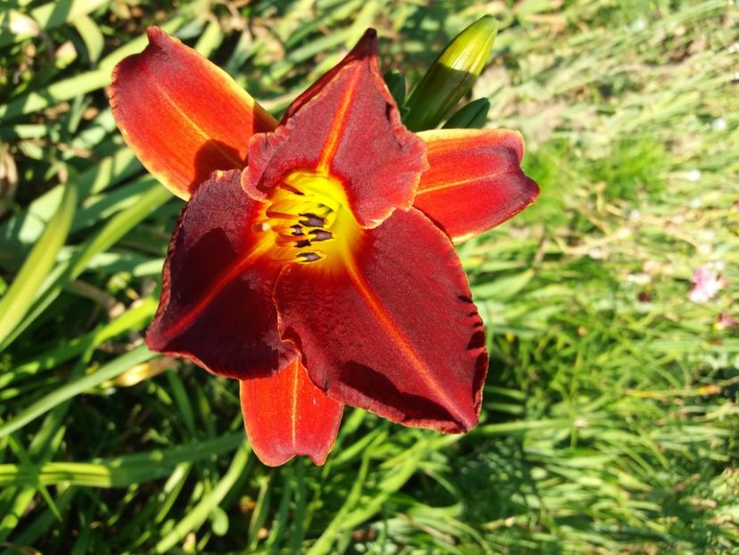  - Hemerocalisii infloriti in 2020