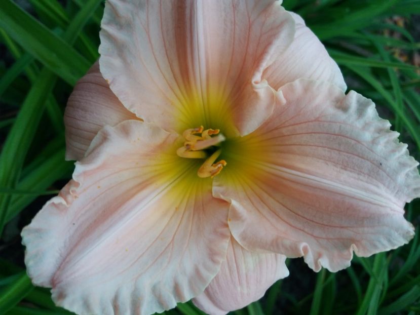  - Hemerocalisii infloriti in 2020