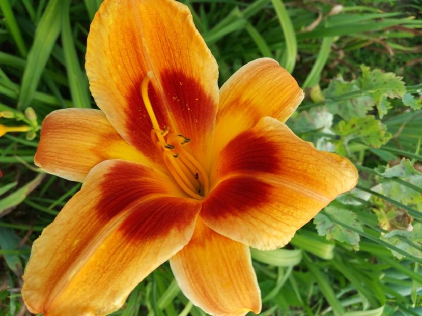  - Hemerocalisii infloriti in 2020