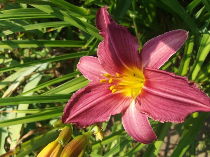  - Hemerocalisii infloriti in 2020