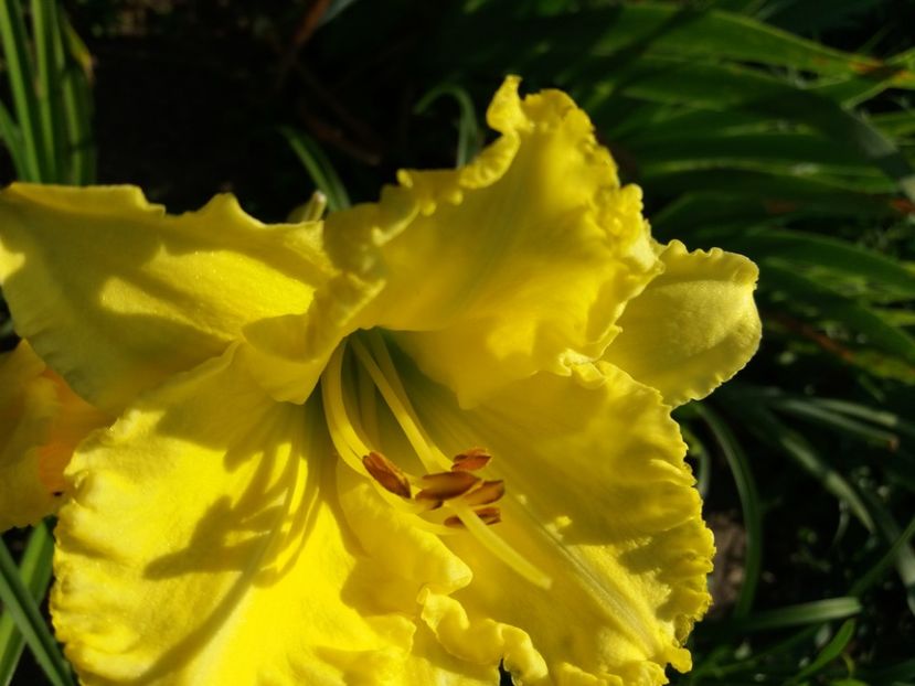  - Hemerocalisii infloriti in 2020