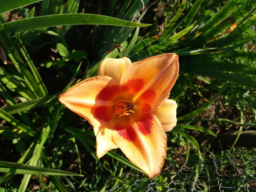  - Hemerocalisii infloriti in 2020