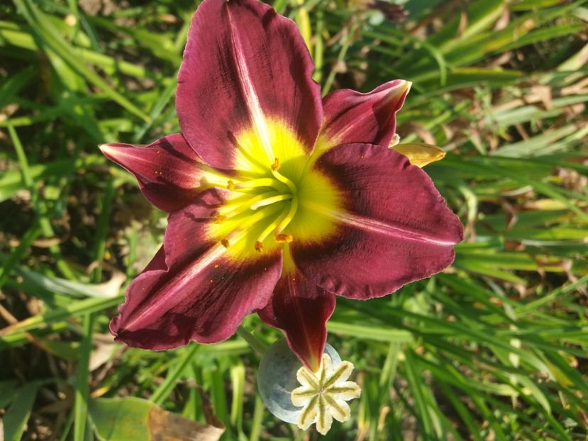  - Hemerocalisii infloriti in 2020