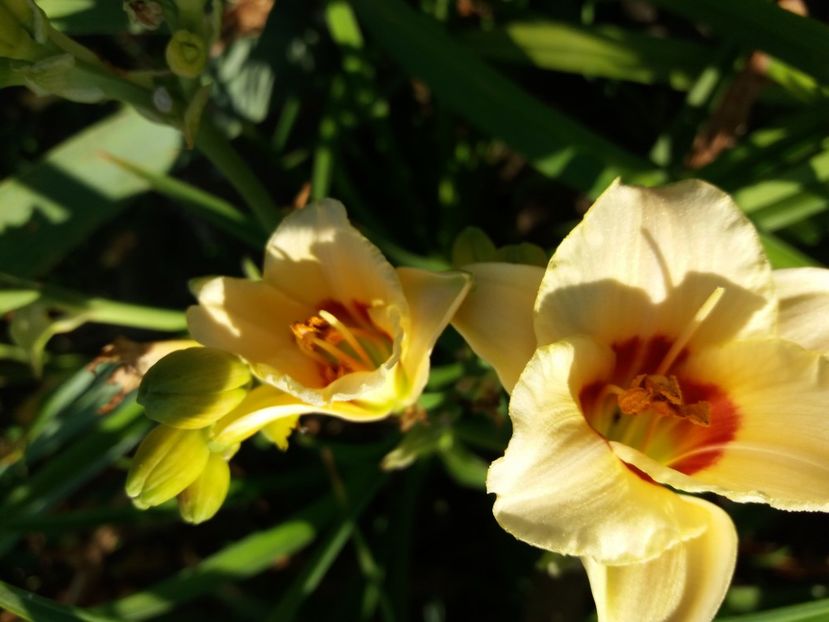  - Hemerocalisii infloriti in 2020