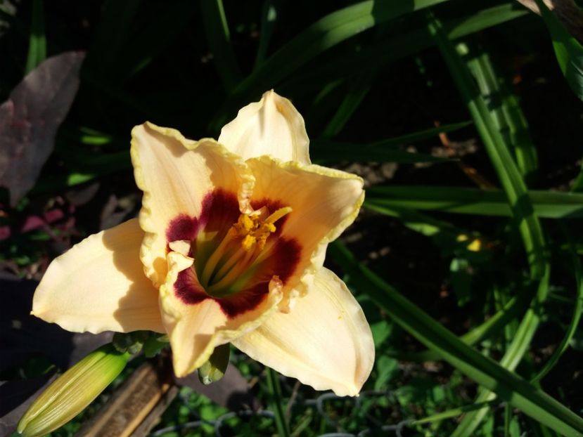  - Hemerocalisii infloriti in 2020