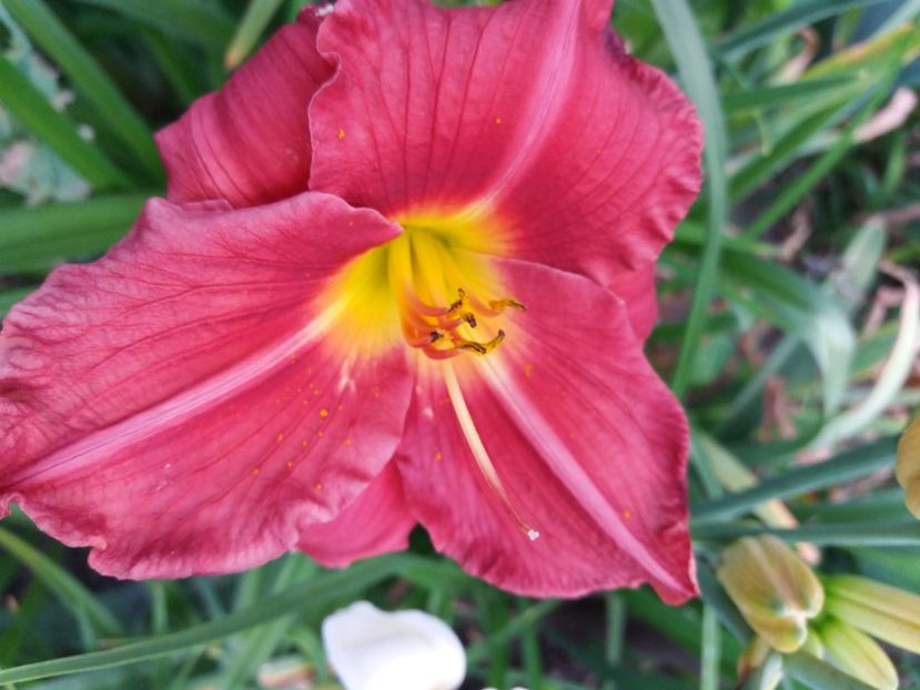  - Hemerocalisii infloriti in 2020