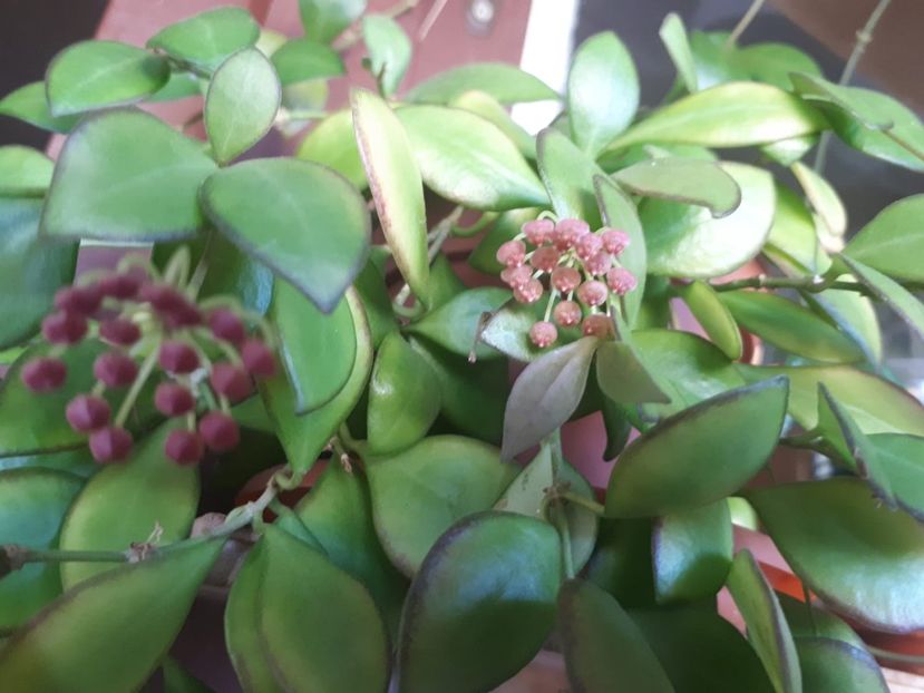 iulie 2020 - Hoya heuscheliana