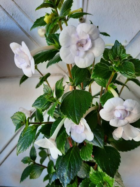 - Double Picotte Rose
