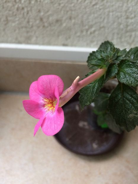 cu pinten - Achi cu 6 petale