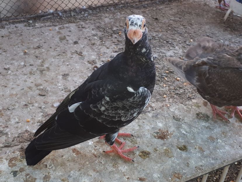 Vîndut - J2 _ tineret 2020