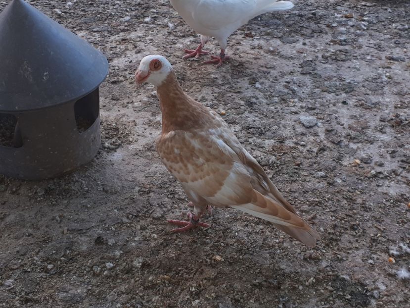 Vindut - J2 _ tineret 2020