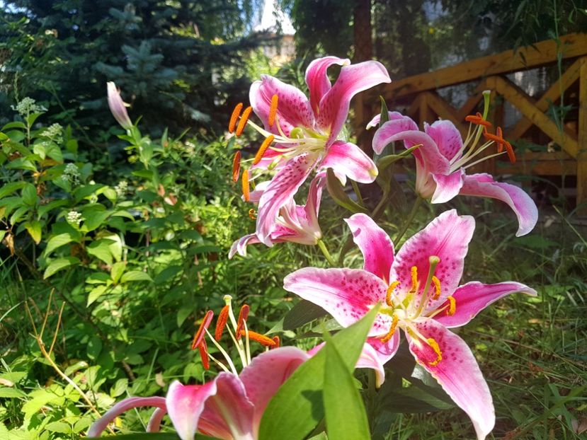  - 2020 Vara_Idilic Garden