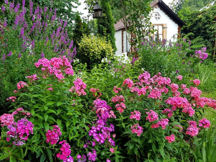  - 2020 Vara_Idilic Garden