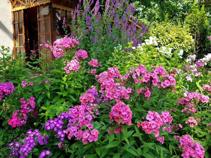  - 2020 Vara_Idilic Garden