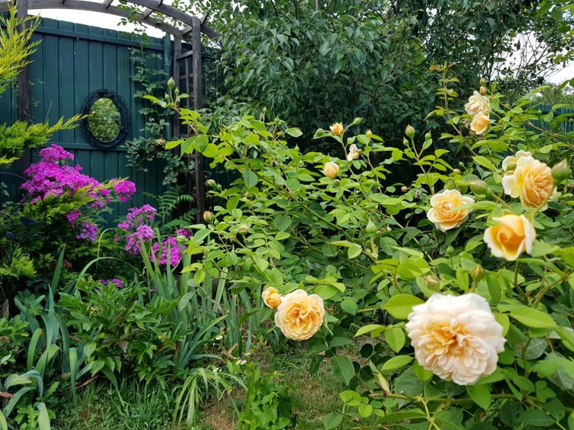  - 2020 Vara_Idilic Garden