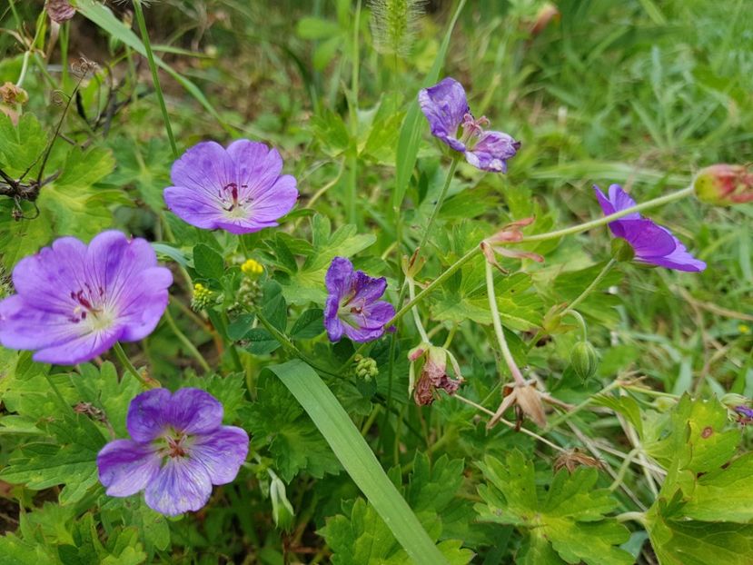  - 2020 Vara_Idilic Garden