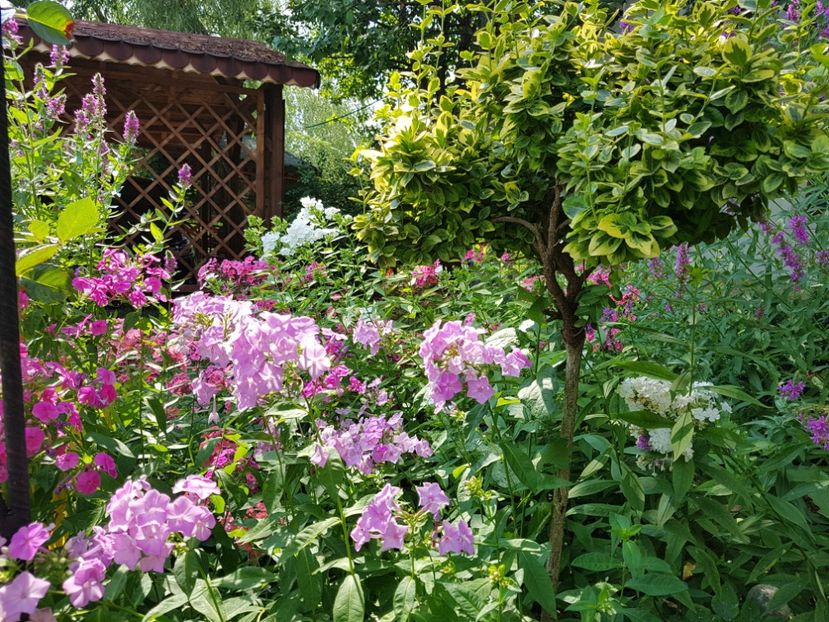  - 2020 Vara_Idilic Garden