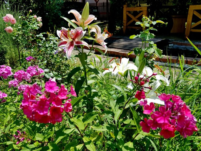 Blue Paradis si Fondant Fancy și Starfire - 2020 Vara_Idilic Garden