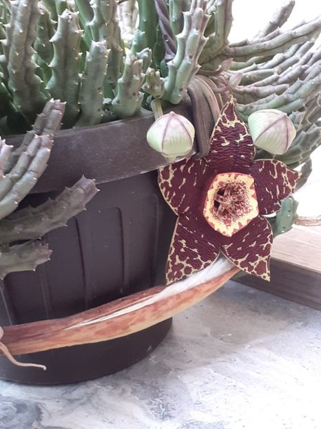  - Stapelia