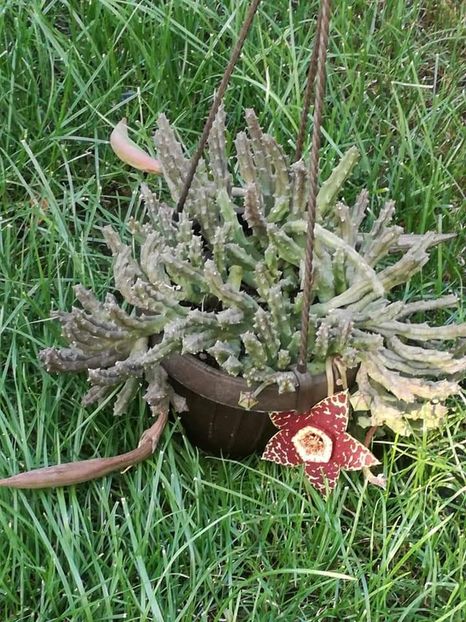  - Stapelia