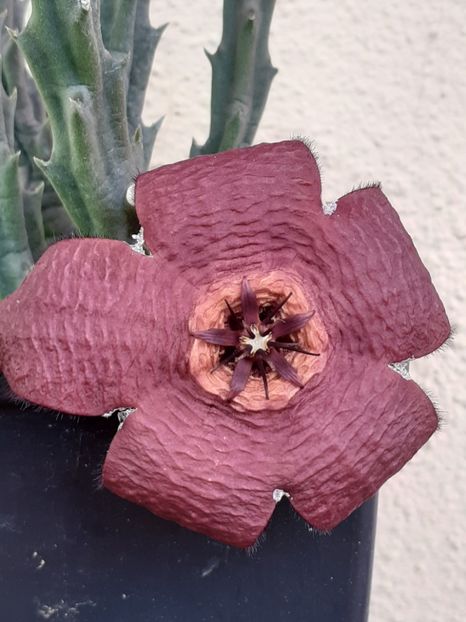  - Stapelia