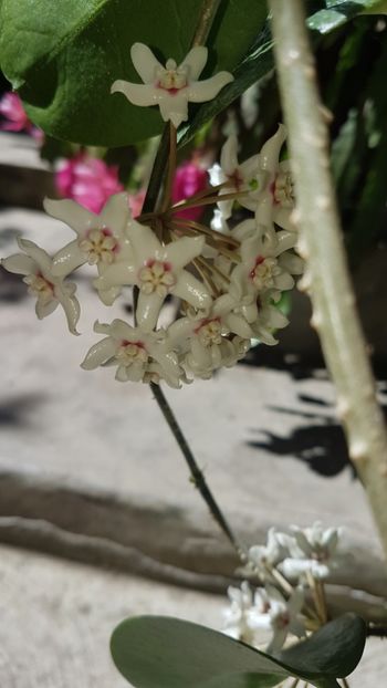  - Australis