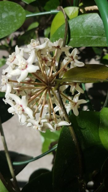  - Australis -pierdută