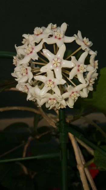  - Australis